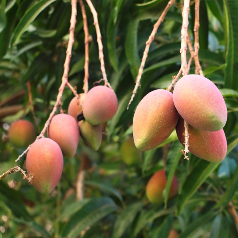 Mangofruechte am Baum
