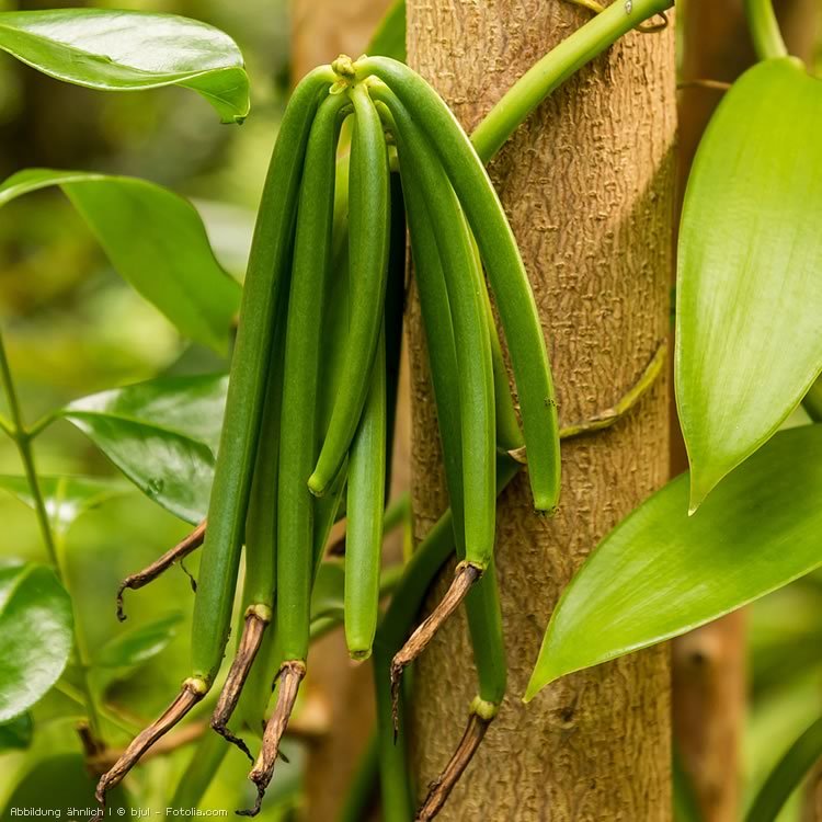 Vanille-Pflanze
